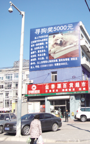 沈阳：巨幅广告寻爱犬 立两块近百平方米广告牌